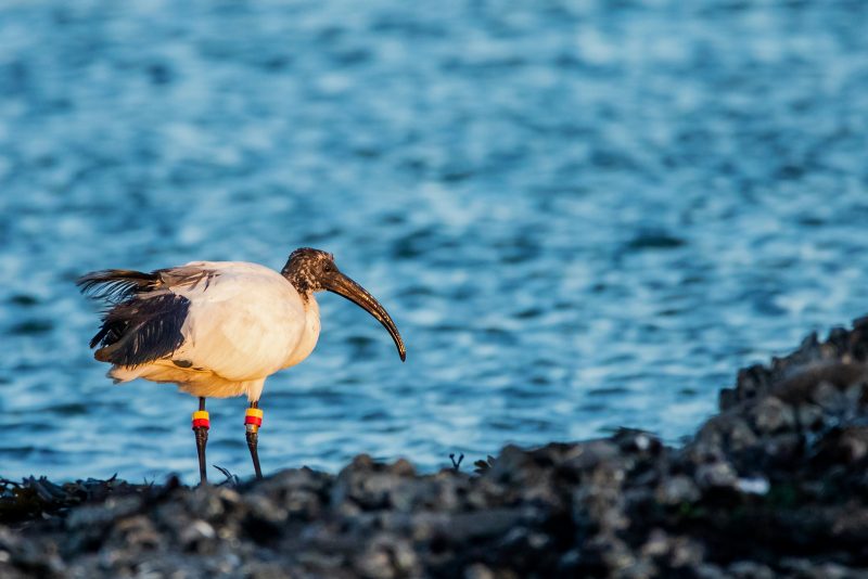 Ibis sacré en Loire-Atlantique